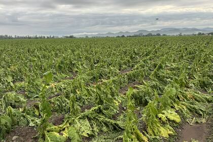 El productor Sergio Parra perdió la producción de tabaco que realiza en su campo en la provincia de Salta