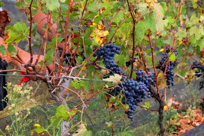 El productor tandilense, Matías Blanco, asegura que hacer vinos en la zona es una empresa viable, pero son proyectos a muy largo plazo