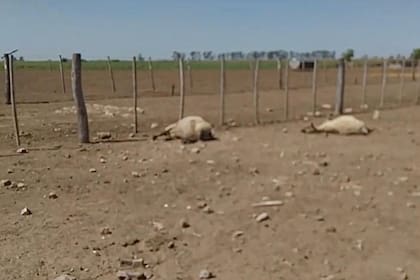 El productor teme que si vuelve a comprar animales se repita el ataque