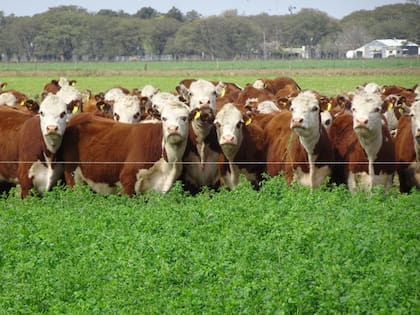 El productor tiene hacienda Hereford