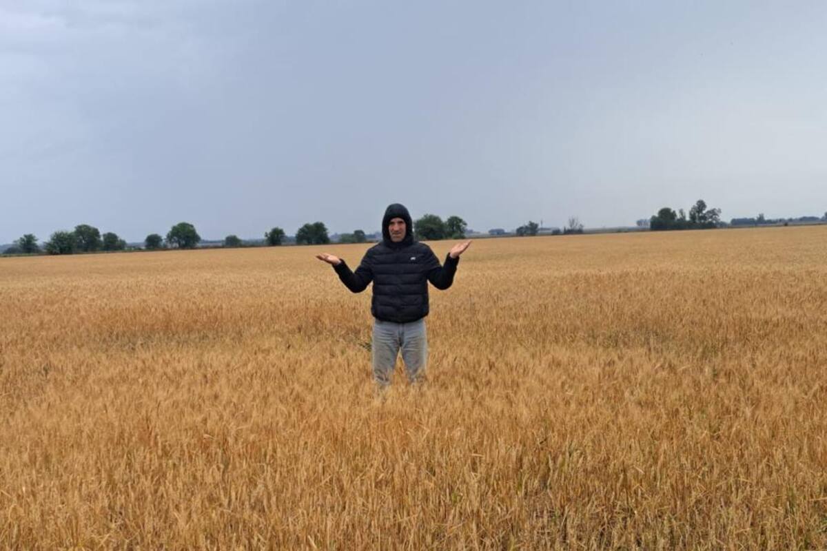 El productor y contratista Hernán Siniza en un lote de trigo mientras llovía