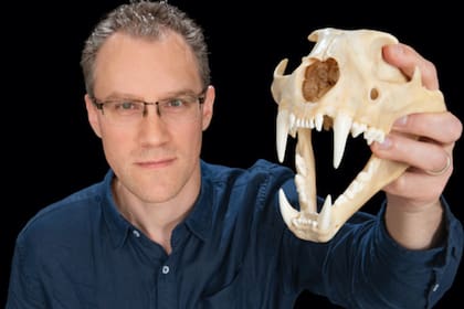 El profesor asociado Alistair Evans con un cráneo de leopardo, mostrando los dientes puntiagudos que siguen la cascada de energía, una nueva regla de crecimiento