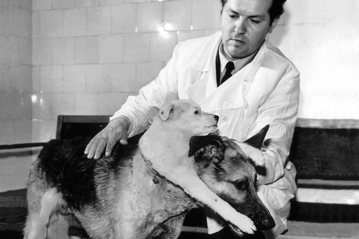 El profesor ruso Vladimir Petrovich Demikhov posa junto a sus perros trasplantados: el ovejero alemán Brodyaga (vagabundo) y uno más pequeño llamado Shavka