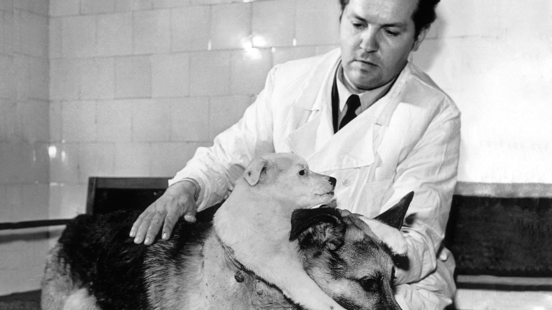 El profesor ruso Vladimir Petrovich Demikhov posa junto a sus perros trasplantados: el ovejero alemán Brodyaga (vagabundo) y uno más pequeño llamado Shavka