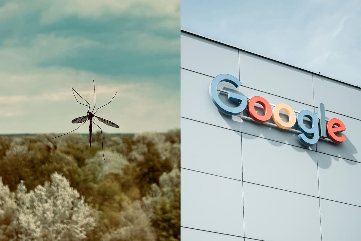 El programa de Alphabet contra los insectos en Florida