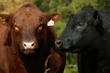 Según datos de Angus, más del 50% del consumo total de un bovino adulto es usado para sus gastos de mantenimiento, hasta llegar a la faena