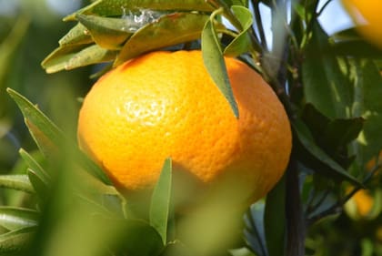 El Programa de Mejoramiento Genético de Mandarinas del INTA se enfoca en obtener variedades que cumplan con altos estándares de calidad, incluyendo el sabor, la facilidad de pelado y la ausencia de semillas en cualquier circunstancia