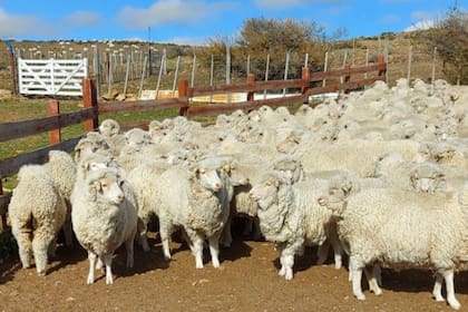 El Programa Lanar II contará con un monto actualizado de $850 para todos aquellos productores que no superen las 10.000 cabezas
