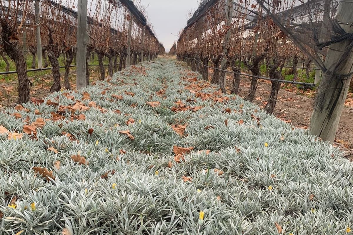 El programa lo realizan con el INTA, la UNCuyo y el Conicet