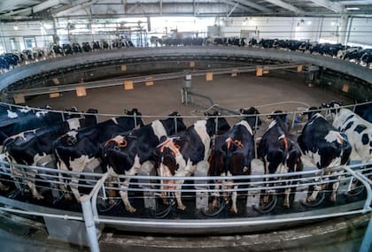 El programa no solo permitió a los productores acceder a maquinaria avanzada como robots de ordeñe, monitoreo, automatización o genética, sino que también promovió un trabajo articulado con otros actores clave de la cadena