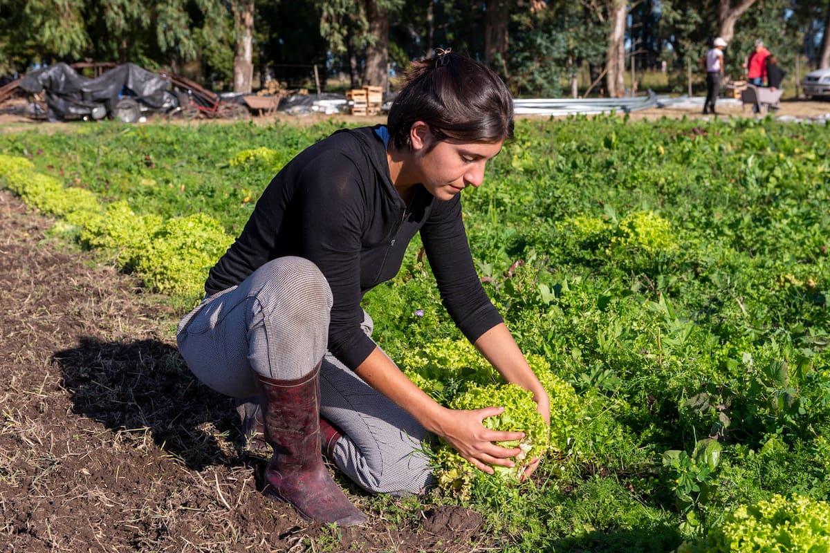 El programa ProHuerta del INTA capacita a familias de todo el país