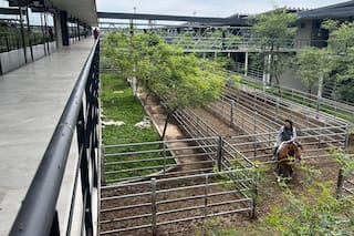 Con un ingreso de 8681 cabezas, se pagaron $5700 por un lote de novillitos