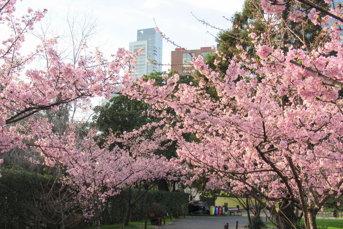 El pronóstico para la Ciudad de Buenos Aires anticipa un día nublado aunque con temperaturas altas. En foto: Jardín Japonés, barrio de Palermo.