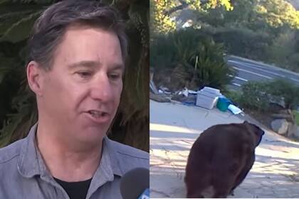 El propietario de una vivienda en California advirtió la presencia de un oso en su sótano