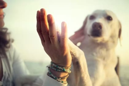 El propietario no sólo debe conocer las necesidades físicas del animal, sino también las emocionales