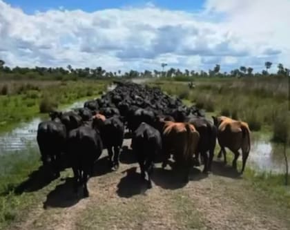 El propio Masat trasladó su hacienda a un campo de tierra firme, aunque advirtió que esa solución será transitoria porque el espacio disponible no alcanzará para sostenerla durante mucho tiempo