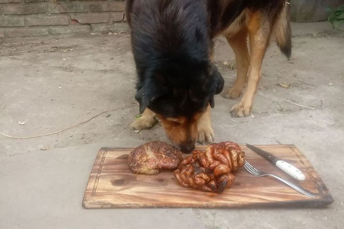 El protagonista de esa historia es Rocko, un perro que cumplió 15 años y recibió un asado para festejarlo.