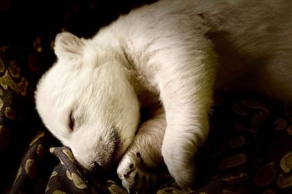 El protagonista del video es uno de los dos osos polares nacidos en el zoo de Detroit en 15 años. Fuente: Zoológico de Detroit