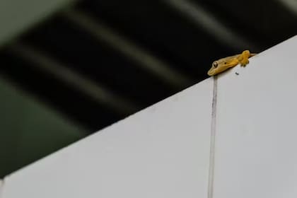 El protagonista que sintetiza mejor el tránsito del campo a la ciudad es la salamanquesa, habitante de terrazas floreadas y exterminadora de insectos insalubres