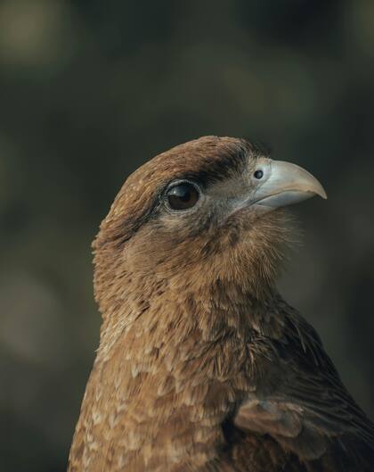 El protocolo experimental fue aprobado por el Comité Institucional para el Cuidado y Uso de Animales