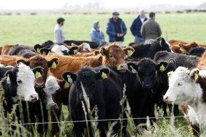 El stock bovino total se redujo en 943.265 animales