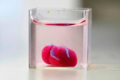 El prototipo de corazón humano, impreso con tecnología 3D y con tejidos humanos y vasos sanguíneos, tiene el tamaño de una cereza