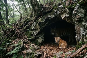 El proverbio coreano del día: “Hay que entrar a la cueva del tigre para atrapar a su cría”