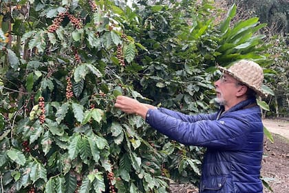 El próximo año tendrán una proyección más firme sobre la época de la cosecha