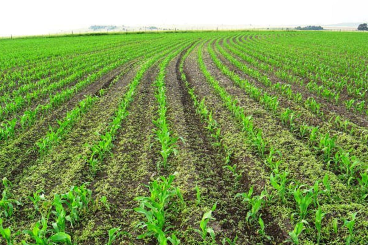 El próximo jueves 11 de julio, a partir de las 9, los protagonistas del agro argentino, analistas económicos y emprendedores debatirán sobre las nuevas variables que definirán la agenda 2020 del sector