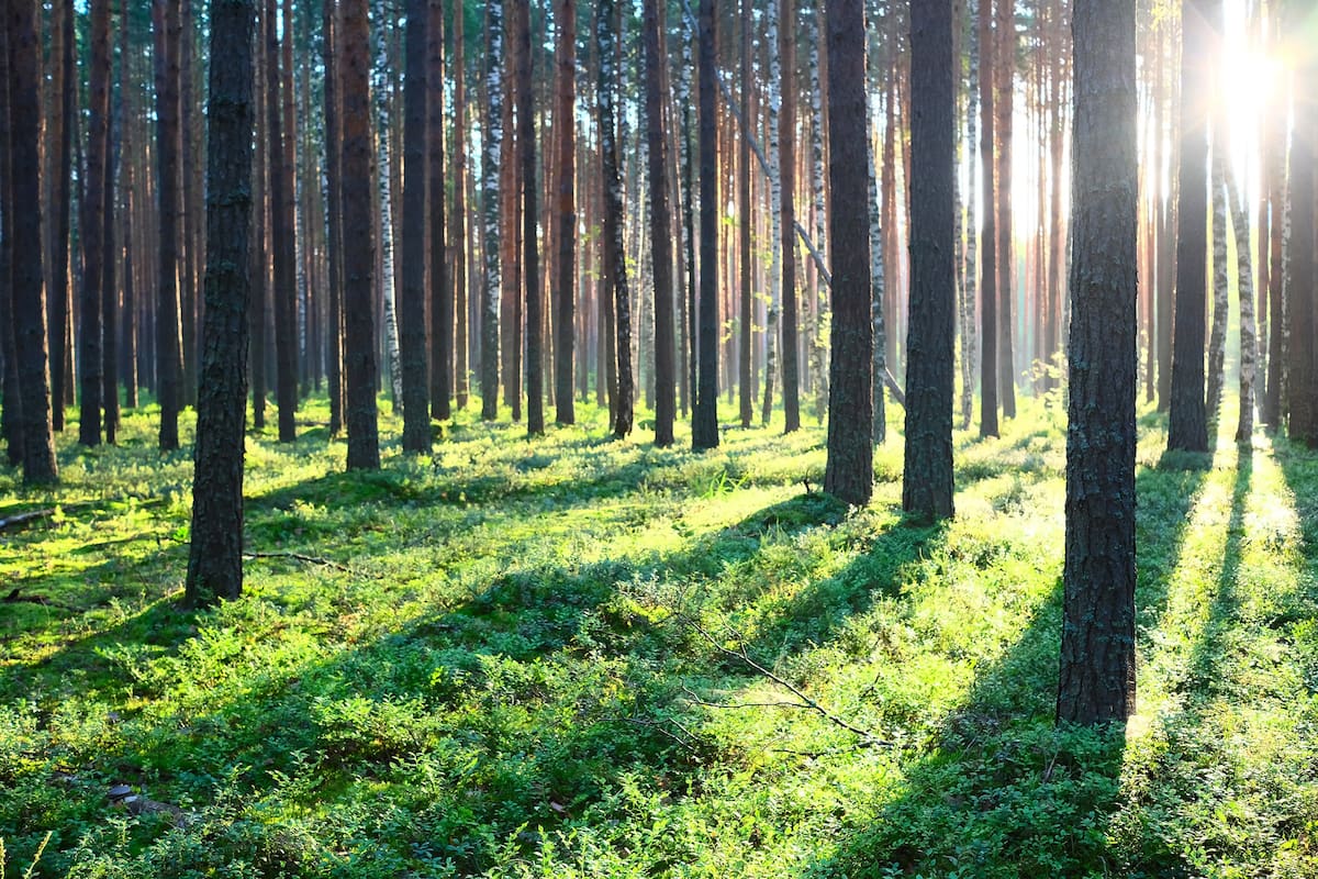El proyecto, a largo plazo, extendería la forestación a 10 mil a 20 mil hectáreas en ambas provincias