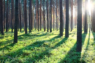 Las claves del buen momento de la forestación