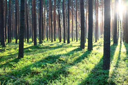 El proyecto, a largo plazo, extendería la forestación a 10 mil / 20 mil hectáreas en ambas provincias