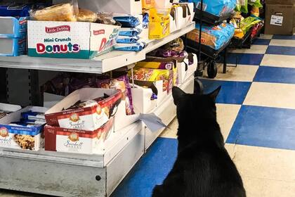 El proyecto busca convertir en política pública una costumbre extendida: la presencia de gatos en bodegas como método tradicional contra las ratas