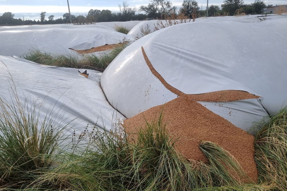 El proyecto busca endurecer las penas por vandalismo rural y daños contra establecimientos agropecuarios, incluidos ataques a silobolsas