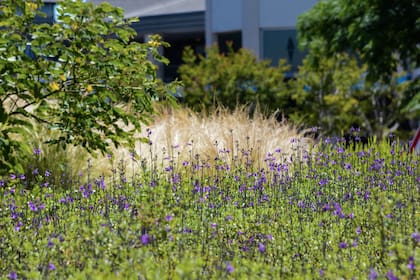 El proyecto buscó crear espacios verdes desde un enfoque naturalista, en el cual la selección de las plantas –nativas, pero también exóticas– apunta a que cada una de ellas cumpla una función dentro del ecosistema.