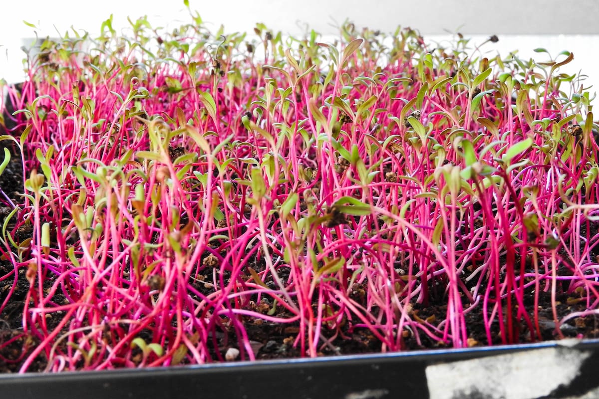 El proyecto combina hidroponía y producción de biogás