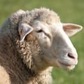 Diseñó una armadura especial para proteger a las ovejas de los lobos
