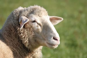 Diseñó una armadura especial para proteger a las ovejas de los lobos