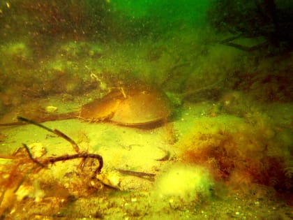 El proyecto comenzó en 1978 frente a las costas de Massachusetts, Estados Unidos (Foto: MA MarineFisheries)