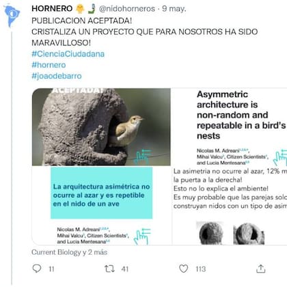 El proyecto de los nidos de hornero, que tiene presencia en las redes sociales, anunciaba de este modo la publicación de la investigación en la prestigiosa revista Current Biology