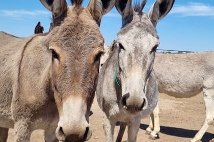El proyecto de producción de leche de burra tuvo su origen hace diez años