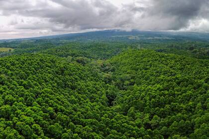 El proyecto de reforestación Isla Bosque en el centro-norte de Costa Rica es uno de los tantos que tiene Pachama alrededor del globo