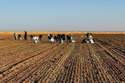 El proyecto del maní busca ayudar a quienes hacen una agricultura de subsistencia