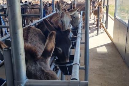 El proyecto Equslac busca escalar la producción a 5000 burras para abastecer tanto el mercado local como internacional