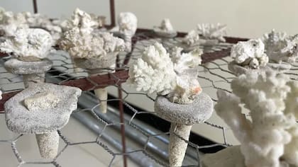 El proyecto Mnemba ha servido de ejemplo para otros en Zanzíbar.