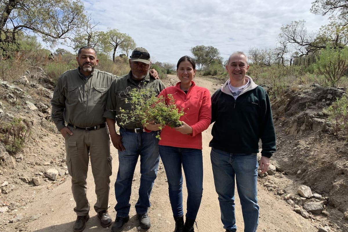 El proyecto productivo de peperina es único en su tipo por parte de empresas en el país y también lo es por envergadura, ya que el resto de las iniciativas son de pequeños productores