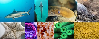 El proyecto se basó en la biomimética, en el sistema de succión de la rémora y la lamprea.