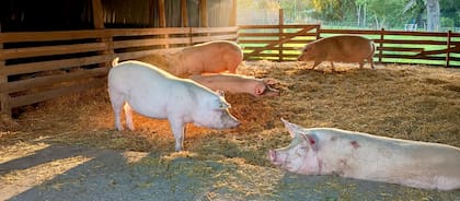 El proyecto se desarrolló en forma conjunta entre equipos de la UBA y la UNSAM, con foco en la obtención de cerdos genéticamente modificados para investigaciones sobre xenotrasplantes