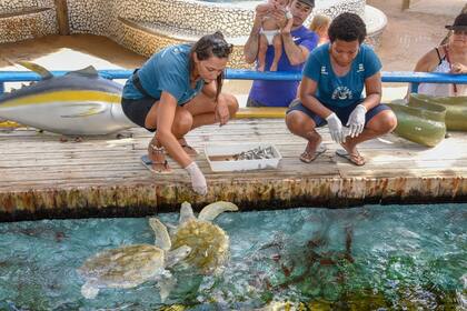 El proyecto Tamar, en Praia do Forte, para recuperar tortugas