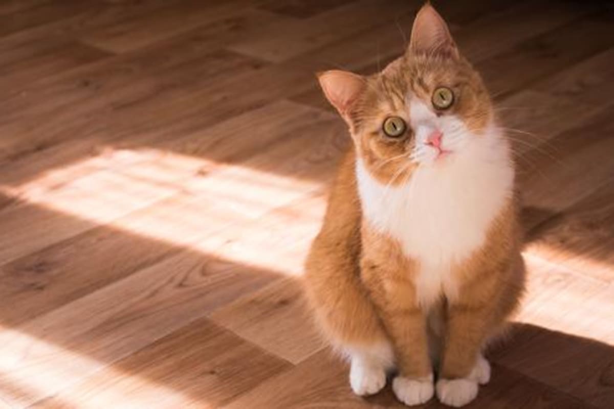 El proyecto tiene como objetivos aportar soluciones sostenibles frente a la desaparición de miles de hectáreas de bosque en la Amazonía